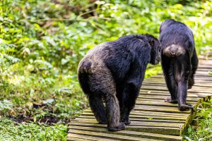 On the Uganda primates tour following the chimps