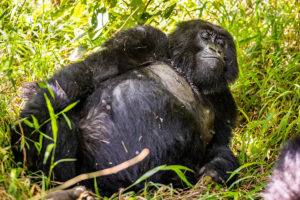 Meeting the Gorilla family on the Gorillas, wildlife and rhinos safari