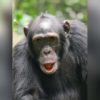 Best places and time for gorillas and chimps in Uganda