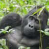 Why are Mountain Gorillas rare?