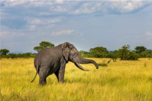 Uganda Rwanda safari to see the elephants